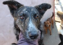 BURSUC, Hund, Mischlingshund in Rumänien - Bild 14