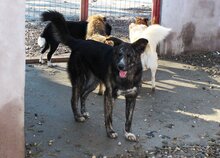 BURSUC, Hund, Mischlingshund in Rumänien - Bild 15