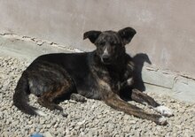 BURSUC, Hund, Mischlingshund in Rumänien - Bild 19