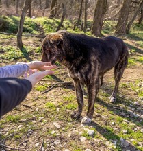 BURSUC, Hund, Mischlingshund in Rumänien - Bild 2