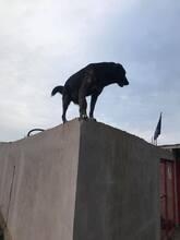 BURSUC, Hund, Mischlingshund in Rumänien - Bild 21