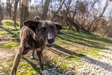 BURSUC, Hund, Mischlingshund in Rumänien - Bild 24