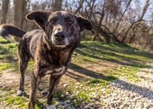 BURSUC, Hund, Mischlingshund in Rumänien - Bild 25