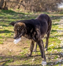 BURSUC, Hund, Mischlingshund in Rumänien - Bild 3