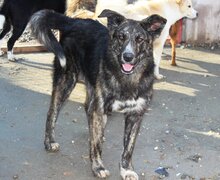 BURSUC, Hund, Mischlingshund in Rumänien - Bild 5