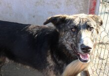 BURSUC, Hund, Mischlingshund in Rumänien - Bild 8