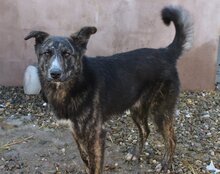 BURSUC, Hund, Mischlingshund in Rumänien - Bild 9