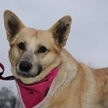ESTER, Hund, Mischlingshund in Slowakische Republik - Bild 1