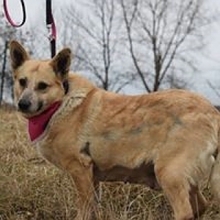 ESTER, Hund, Mischlingshund in Slowakische Republik - Bild 5