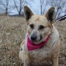 ESTER, Hund, Mischlingshund in Slowakische Republik - Bild 6