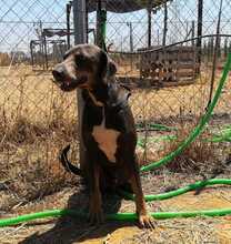 ROLF, Hund, Mischlingshund in Spanien - Bild 13