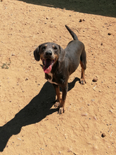 ROLF, Hund, Mischlingshund in Spanien - Bild 15