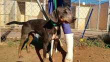 ROLF, Hund, Mischlingshund in Spanien - Bild 23