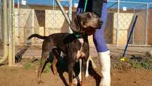 ROLF, Hund, Mischlingshund in Spanien - Bild 24