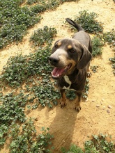 ROLF, Hund, Mischlingshund in Spanien - Bild 27