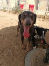 ROLF, Hund, Mischlingshund in Spanien - Bild 31
