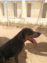 ROLF, Hund, Mischlingshund in Spanien - Bild 32