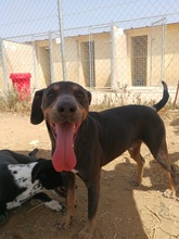 ROLF, Hund, Mischlingshund in Spanien - Bild 33