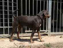 ROLF, Hund, Mischlingshund in Spanien - Bild 6