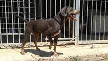 ROLF, Hund, Mischlingshund in Spanien - Bild 8