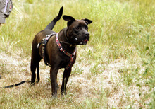 DIEGO, Hund, Französische Bulldogge-Labrador-Mix in Neuhausen - Bild 1