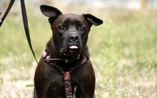 DIEGO, Hund, Französische Bulldogge-Labrador-Mix in Neuhausen - Bild 3