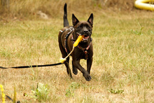 DIEGO, Hund, Französische Bulldogge-Labrador-Mix in Neuhausen - Bild 4