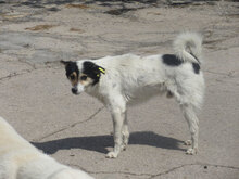KECKI, Hund, Mischlingshund in Rheinbach - Bild 11