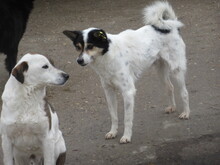 KECKI, Hund, Mischlingshund in Rheinbach - Bild 16