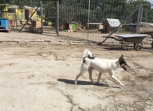 KECKI, Hund, Mischlingshund in Rheinbach - Bild 17