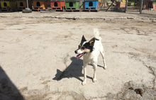 KECKI, Hund, Mischlingshund in Rheinbach - Bild 19