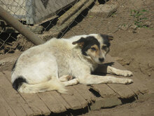 KECKI, Hund, Mischlingshund in Rheinbach - Bild 5