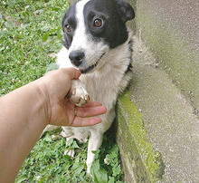 MISSY, Hund, Mischlingshund in Landshut - Bild 5