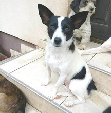 MISSY, Hund, Mischlingshund in Landshut - Bild 7