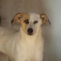 SIMONA, Hund, Mischlingshund in Rumänien - Bild 1