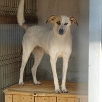 SIMONA, Hund, Mischlingshund in Rumänien - Bild 3