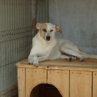 SIMONA, Hund, Mischlingshund in Rumänien - Bild 5