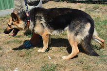 LAIKA, Hund, Mischlingshund in Marsberg - Bild 2