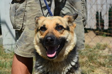 LAIKA, Hund, Mischlingshund in Marsberg - Bild 5
