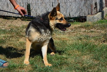 LAIKA, Hund, Mischlingshund in Marsberg - Bild 7