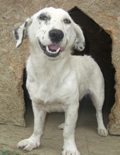 USCHI, Hund, Mischlingshund in Witten - Bild 10