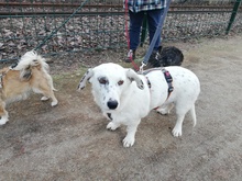 USCHI, Hund, Mischlingshund in Witten - Bild 2