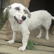 USCHI, Hund, Mischlingshund in Witten - Bild 9