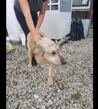 STROLCH, Hund, Terrier-Mix in Rumänien - Bild 10