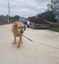 STROLCH, Hund, Terrier-Mix in Rumänien - Bild 11