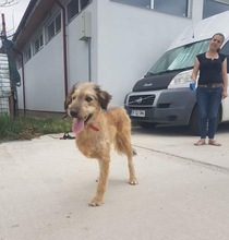 STROLCH, Hund, Terrier-Mix in Rumänien - Bild 12
