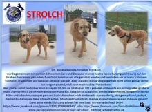 STROLCH, Hund, Terrier-Mix in Rumänien - Bild 2