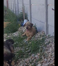 STROLCH, Hund, Terrier-Mix in Rumänien - Bild 3