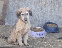 STROLCH, Hund, Terrier-Mix in Rumänien - Bild 4