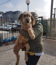 STROLCH, Hund, Terrier-Mix in Rumänien - Bild 6